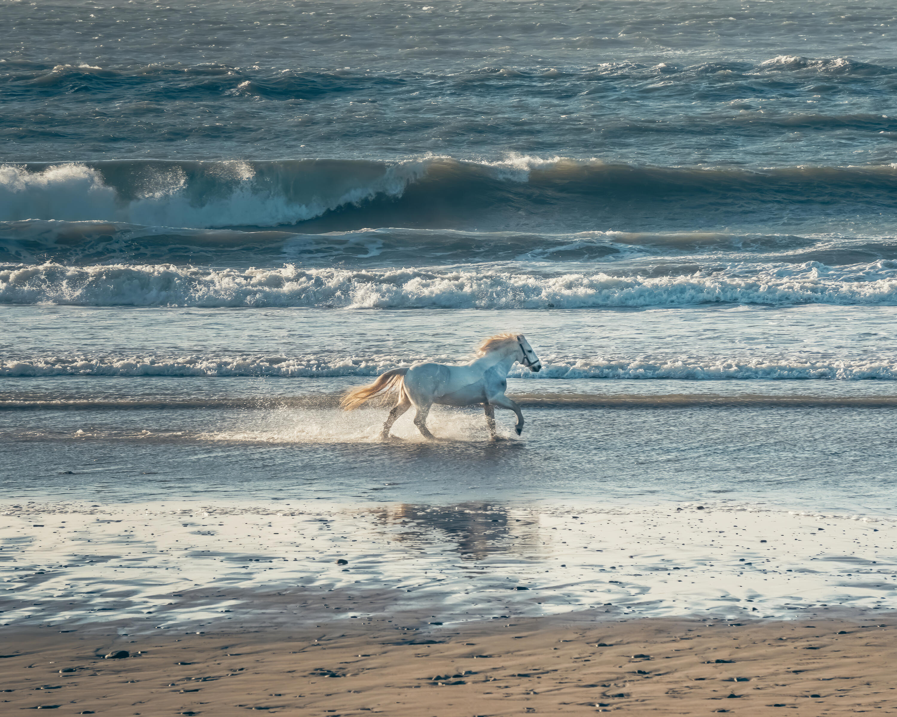 White Horse at The Warren Strand A white horse gallops through the surf at The Warren Strand near Rosscarbery, West Cork, with Atlantic waves rolling in behind.