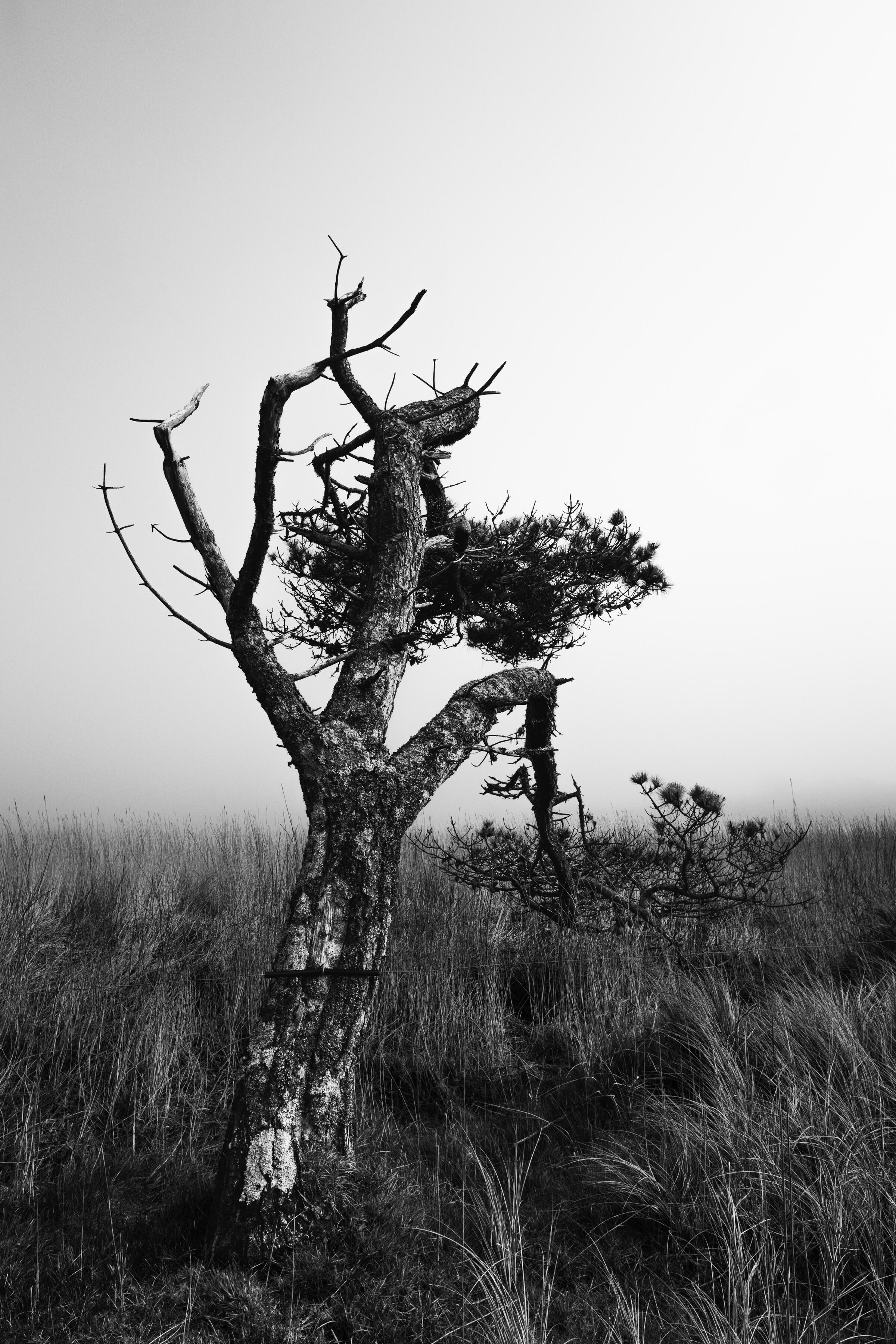 Still Standing To stand quietly. The wind has shaped it. The years have taken their share. Yet it remains. No need to resist. No need to become something else. Just rooted in its place, quietly accepting the seasons as they pass. (The Long Strand West Cork)