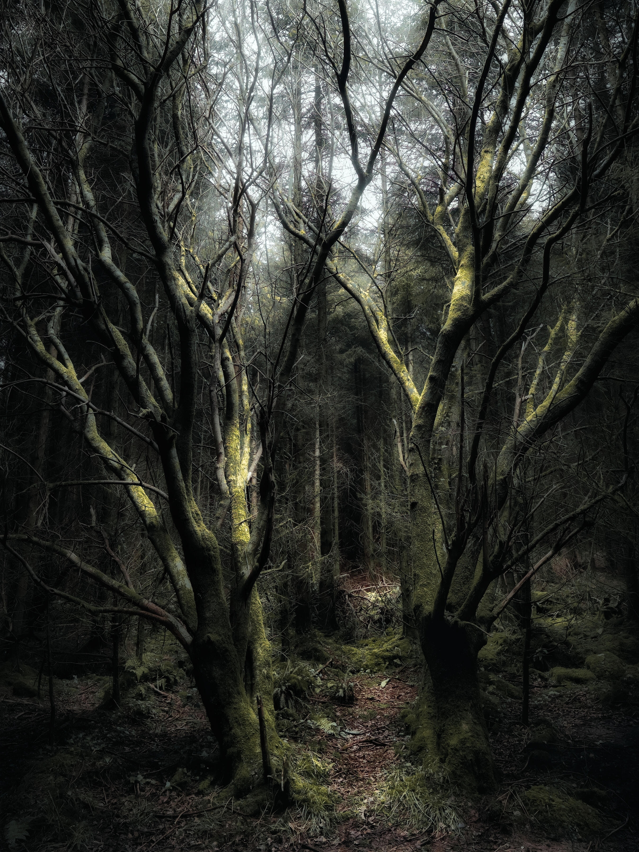Castlefreke :Into the Forest Ancient moss-covered trees in Castlefreke Woods, West Cork, Ireland, with intertwining branches creating a dark, atmospheric woodland scene.